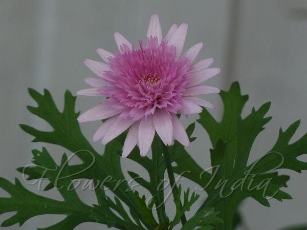 Marguerite Vancouver